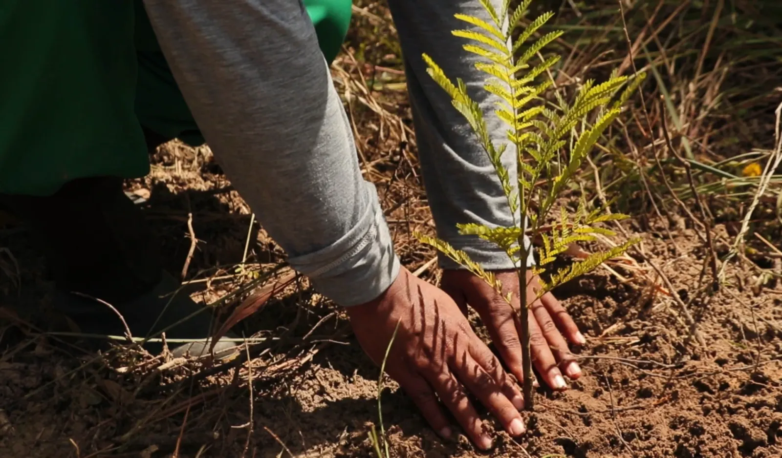 facts to check before picking a reforestation service