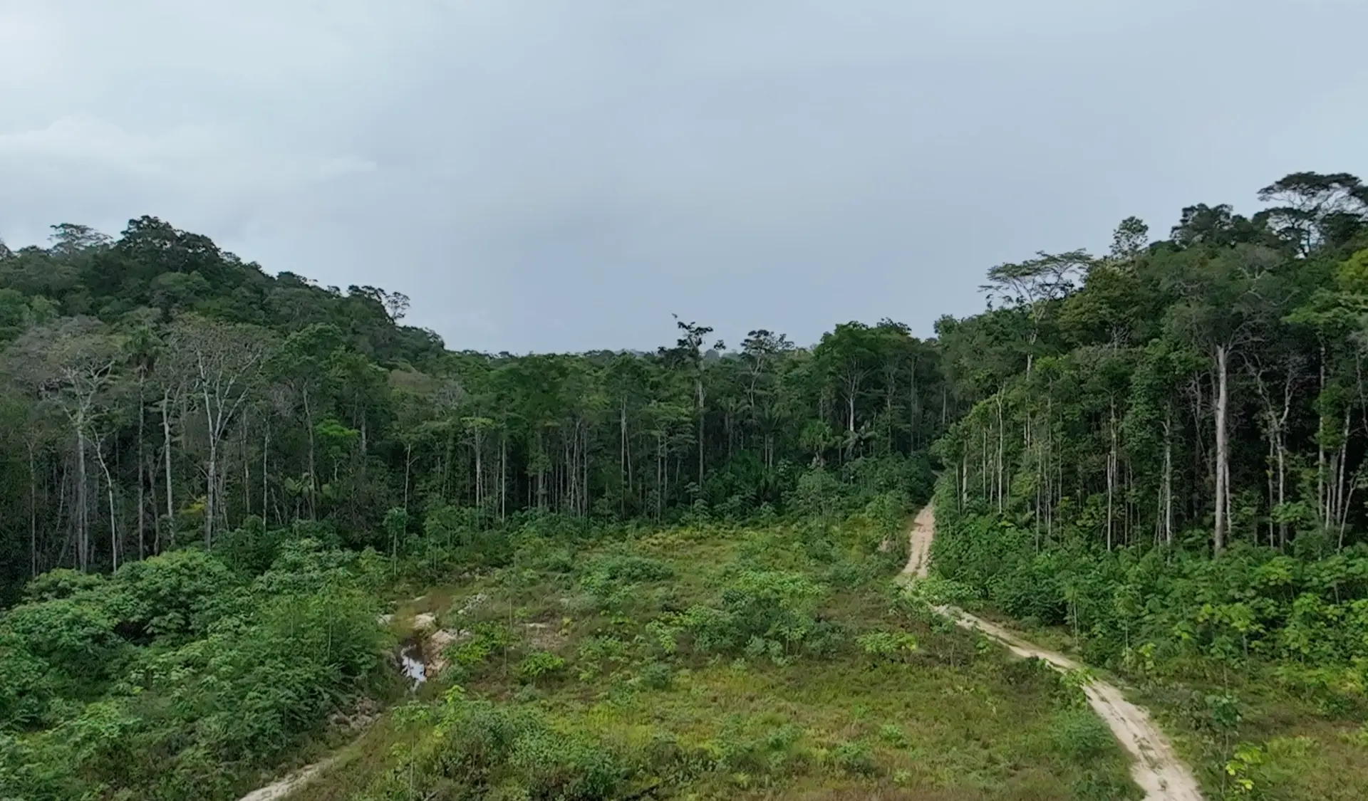 Forest restoration in Amazonia