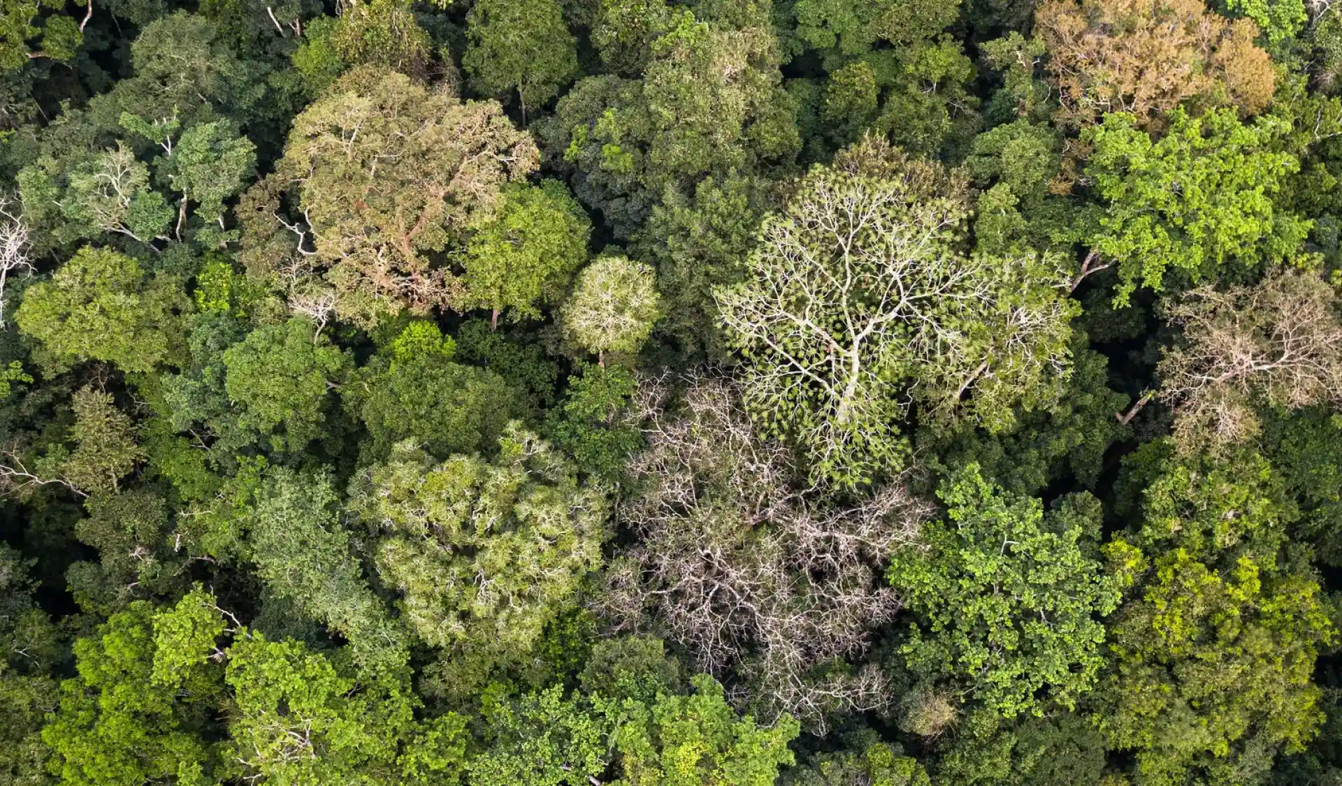 pays comptant le plus de forêts au monde