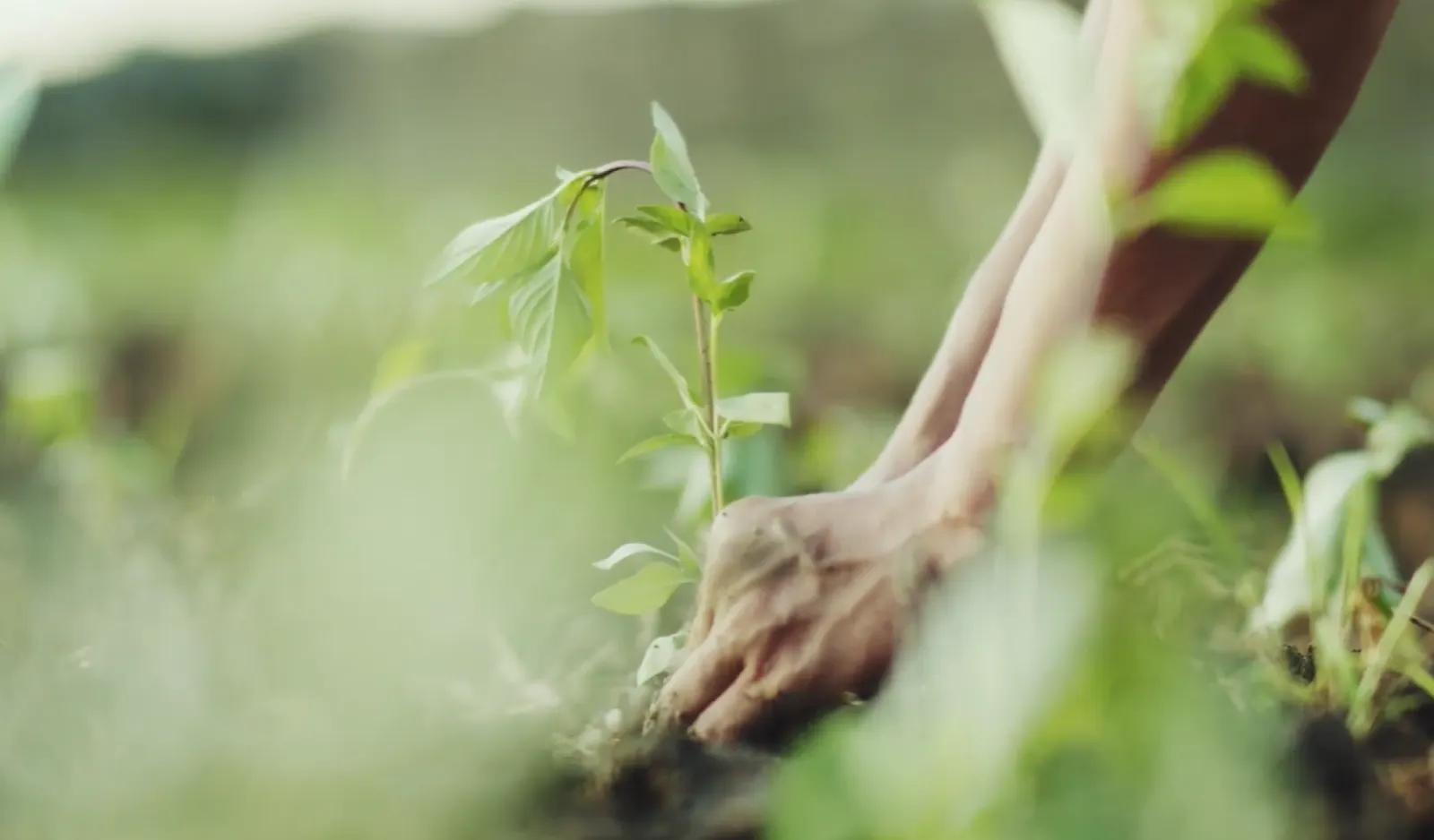 homem que planta uma árvore jovem