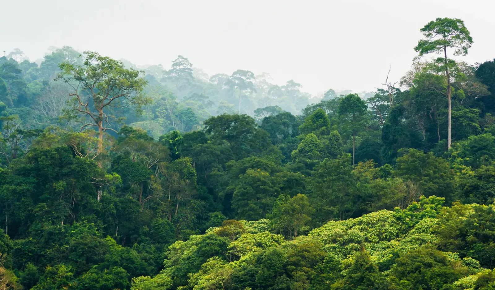 MORFO is the best forest restoration solution for tropical and subtropical areas