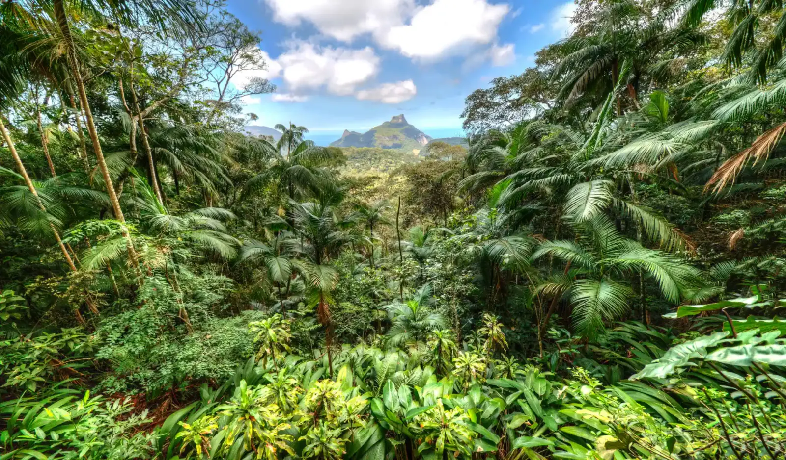 a reforestation solution with high biodiversity