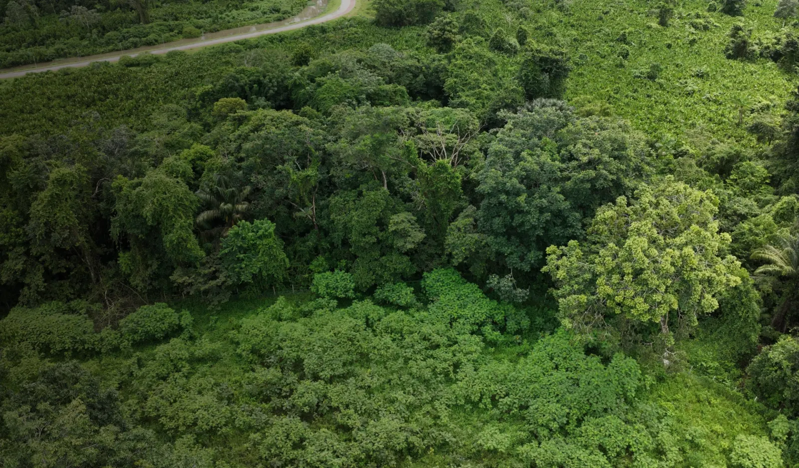 Planning forests for the climate they will face, not the climate they came from