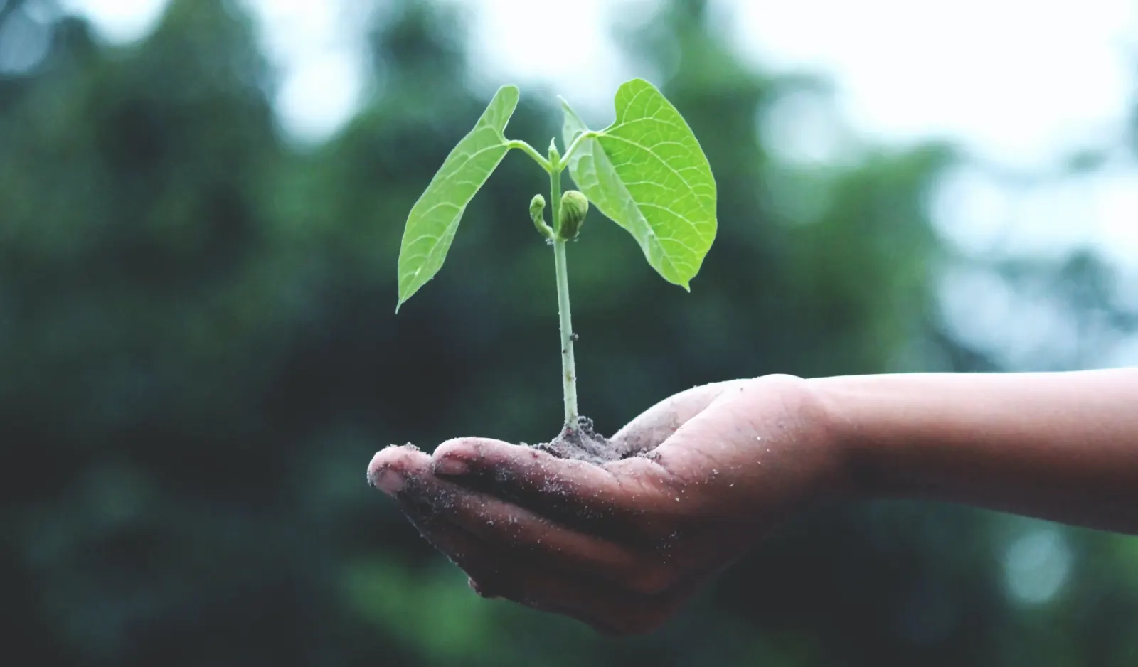Les meilleurs cours gratuits sur la durabilité, les forêts, le carbone et le changement climatique