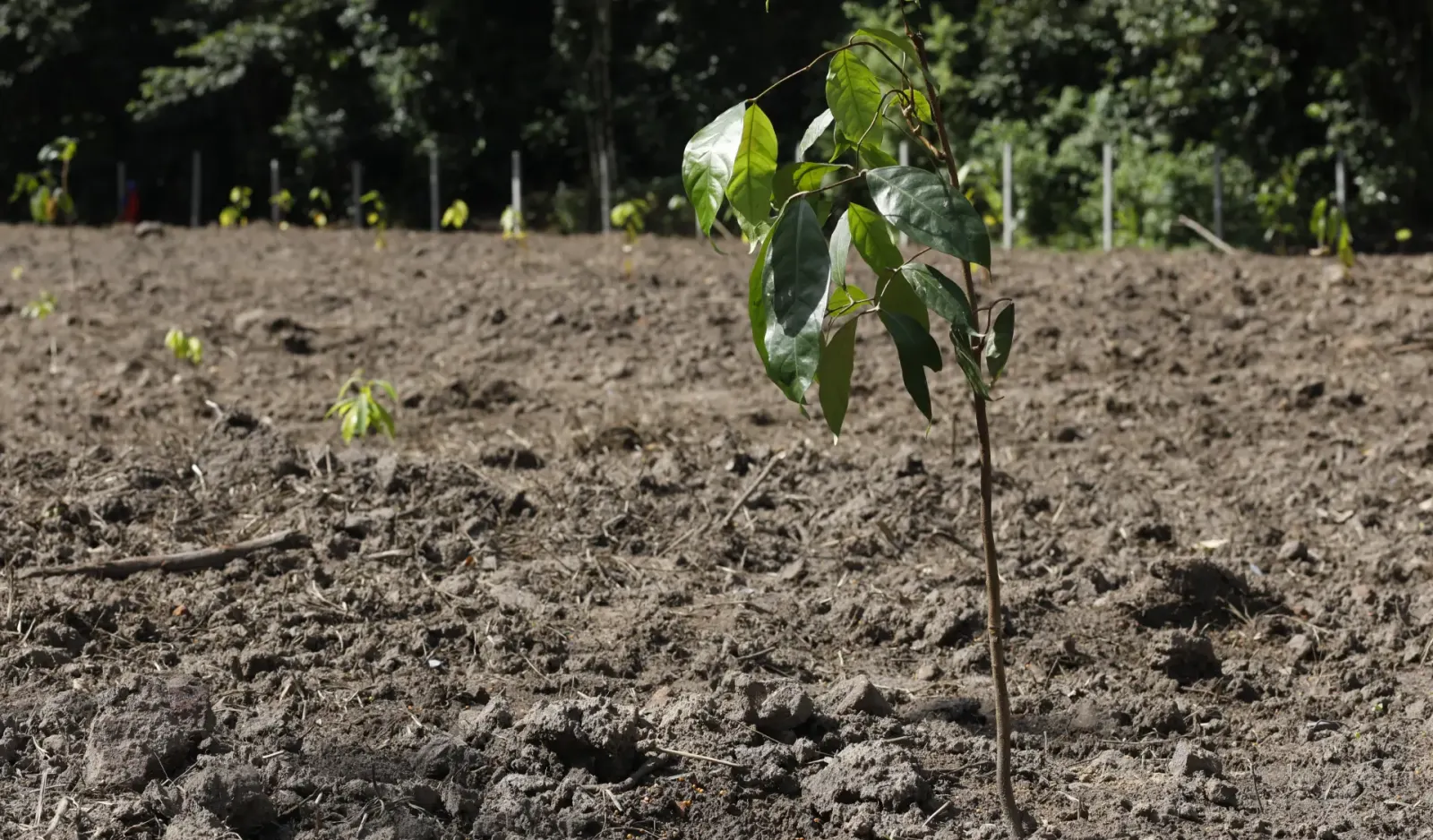 MORFO seedlings - survival rate