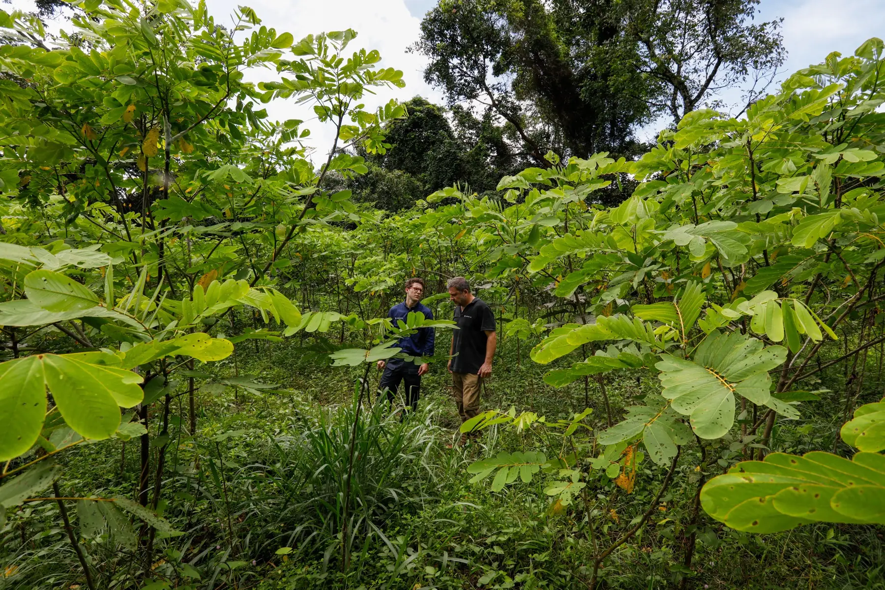 A MORFO team walking through dense regenerating forest on a restoration site