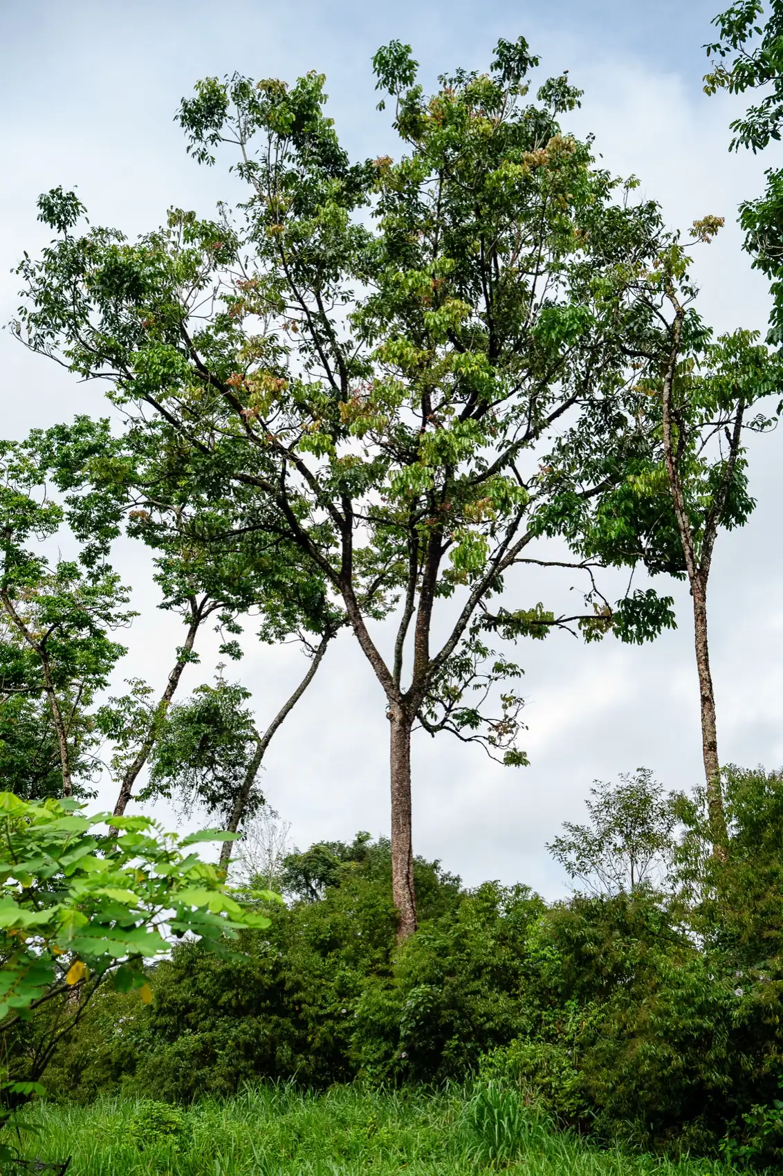 Uma árvore nativa em desenvolvimento em uma área de restauração da MORFO