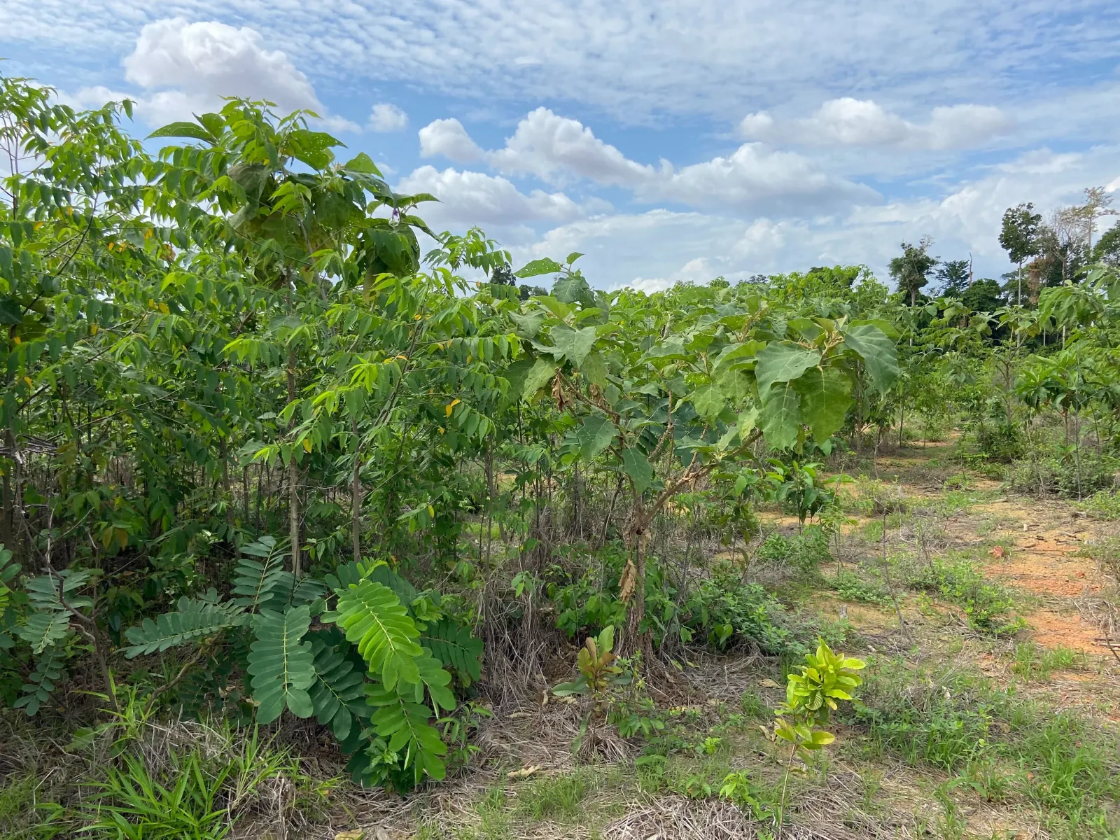 Cobertura nativa jovem estabelecida no substrato corrigido, com a borda da floresta ao fundo